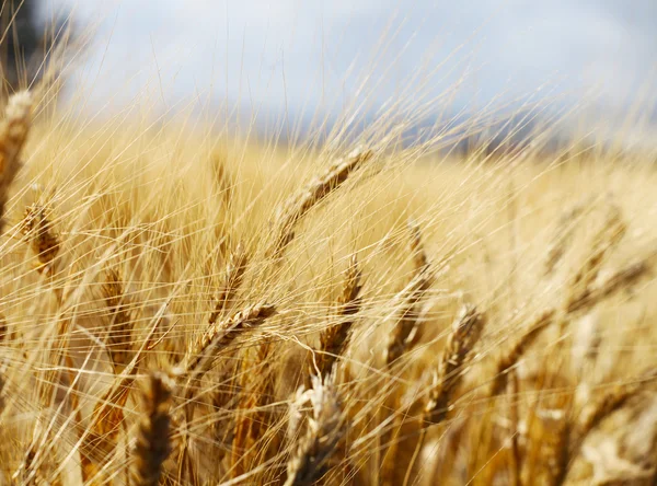晴れた空の美しい背景にライ麦のフィールド ロイヤリティフリーのストック画像