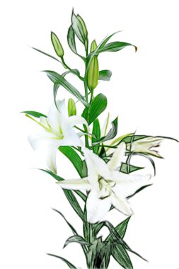 güzel beyaz zambak çiçekler