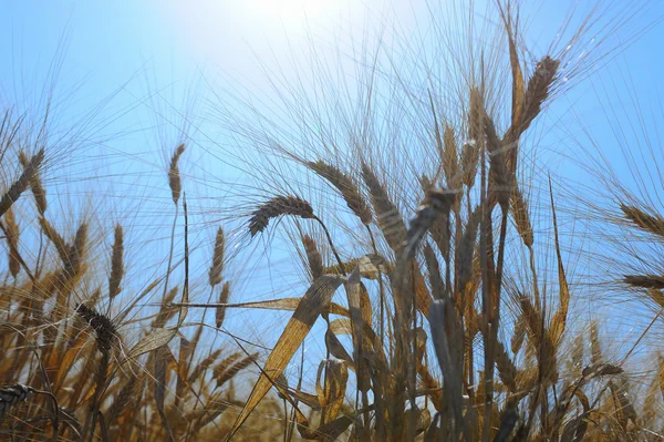 Campo de centeio em um belo fundo de céu ensolarado — Fotografia de Stock