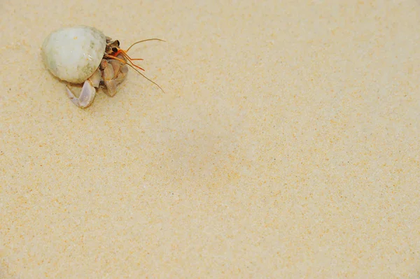 Hermite Crabe sur les plages ensoleillées de la mer — Photo