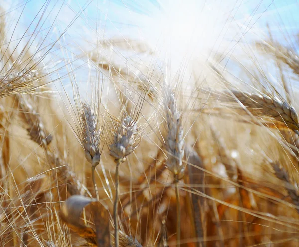 Rye field — Stock Photo, Image