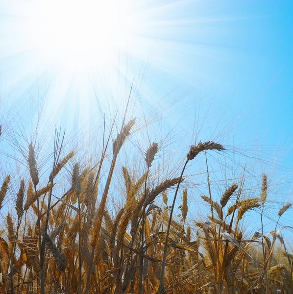 Campo de centeno sobre un hermoso cielo soleado fondo —  Fotos de Stock