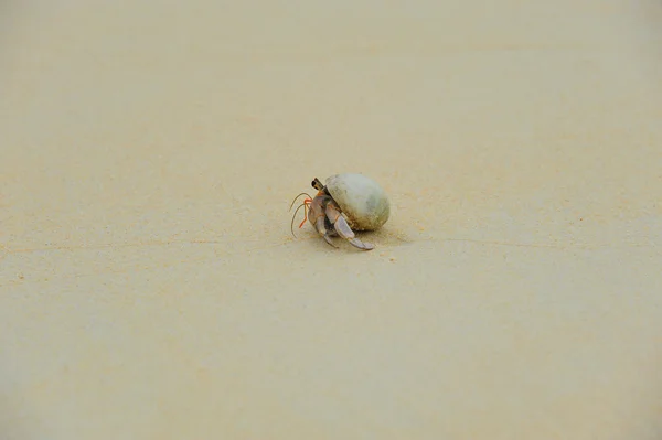 Hermite Crabe sur les plages ensoleillées de la mer — Photo