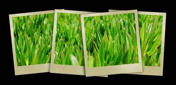 Green grass on the lawn — Stock Photo, Image