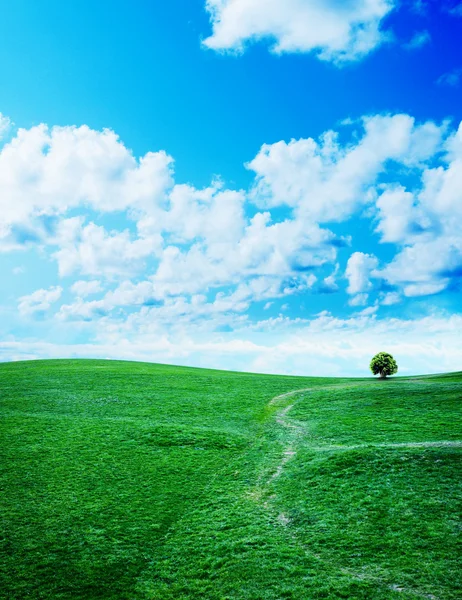 Hierba verde contra un cielo azul soleado —  Fotos de Stock