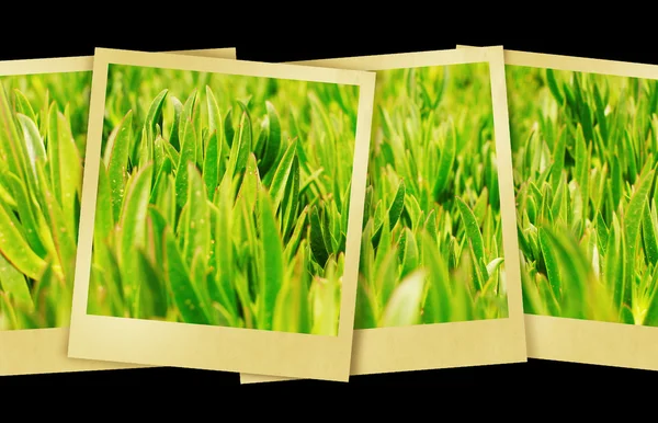 Зеленая трава на газоне — стоковое фото