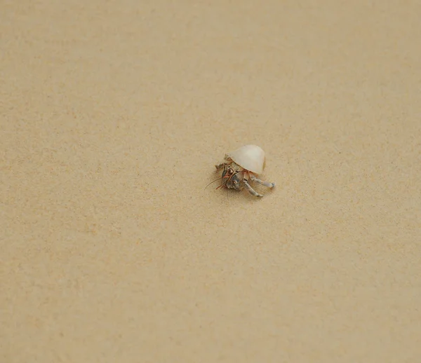 Отшельник Краб на морских солнечных пляжах — стоковое фото