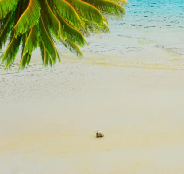 Heremietkreeften op zee zonnige stranden — Stockfoto