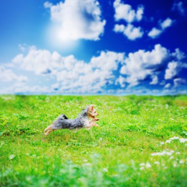 neşeli küçük köpek