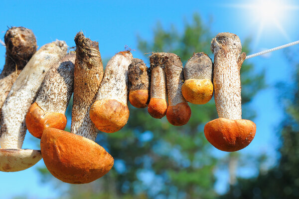 Mushrooms hanging on the rope