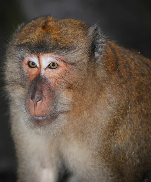 Close-up retrato de um macaco — Fotografia de Stock