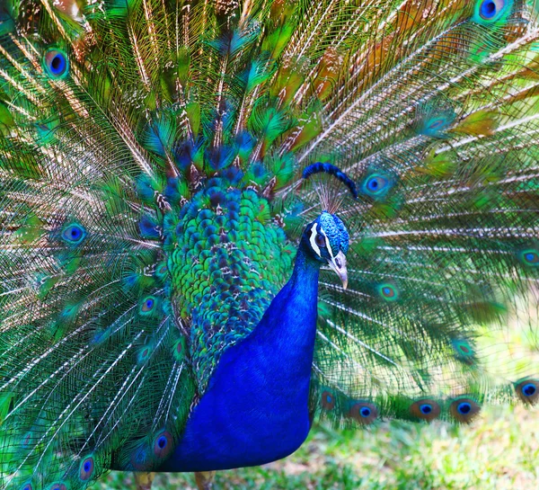 Hermoso pavo real — Foto de Stock