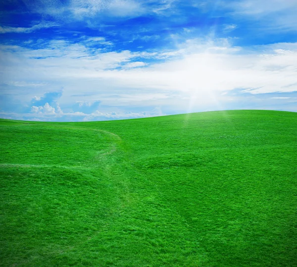 Erba verde contro un cielo blu e soleggiato — Foto Stock