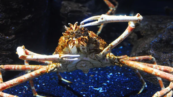 Krab poustevník na slunných plážích moře — Stock fotografie