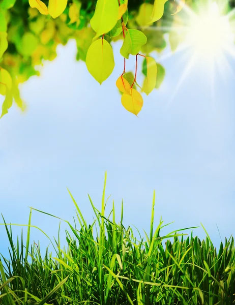 Green leaf on a tree — Stock Photo, Image