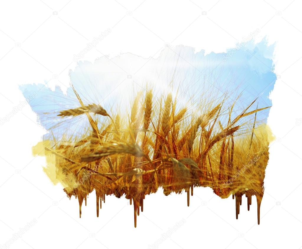 Rye field on a beautiful sunny sky background Stock Photo by ©Lebval