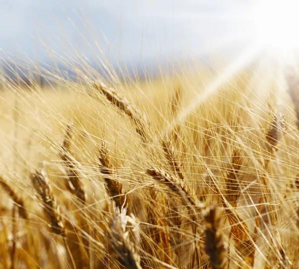 Rye field — Stock Photo, Image