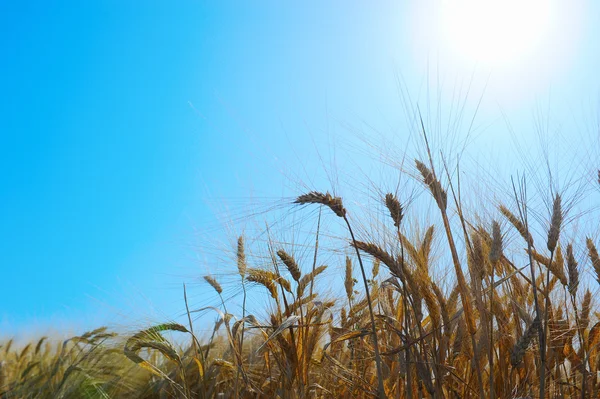 호 밀 필드 — 스톡 사진