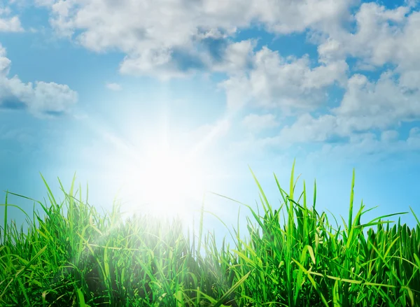 Hierba verde contra un cielo azul soleado —  Fotos de Stock