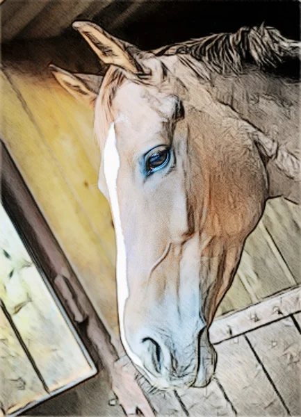Лошадь в окне — стоковое фото
