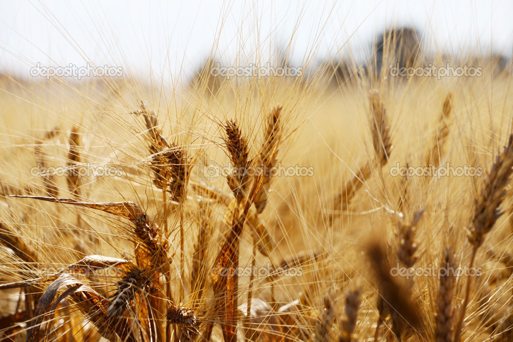 Rye field on a beautiful sunny sky background