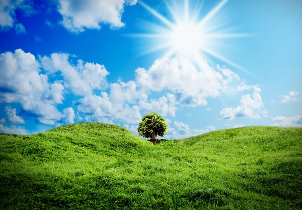 Grönt gräs mot en solig himmel — Stockfoto