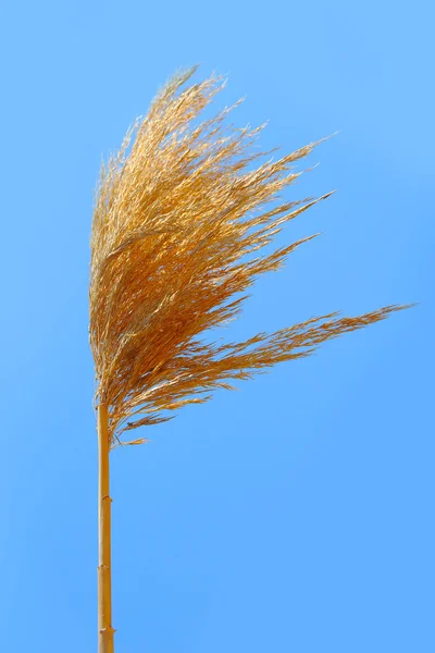 Rye field on a beautiful sunny sky background — Stock Photo, Image