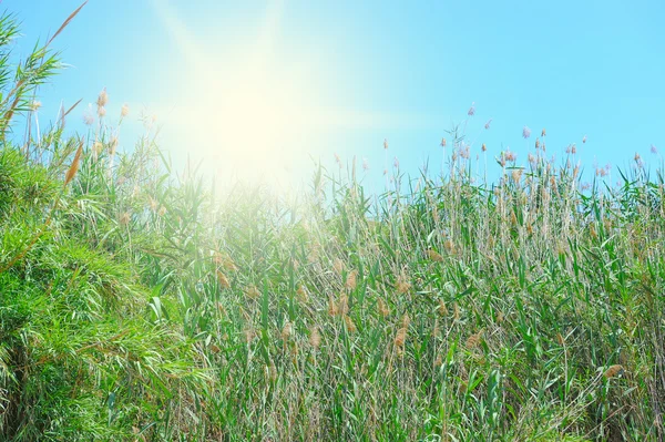 Grünes Gras vor blauem, sonnigem Himmel — Stockfoto