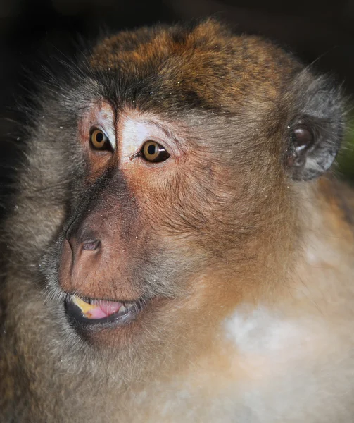 Close-up retrato de um macaco — Fotografia de Stock