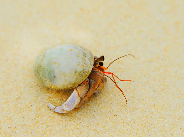 Krab poustevník na slunných plážích moře — Stock fotografie