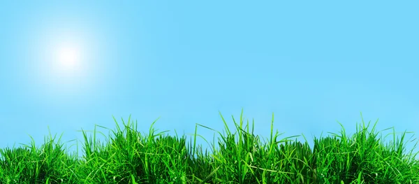 Grünes Gras vor blauem, sonnigem Himmel — Stockfoto