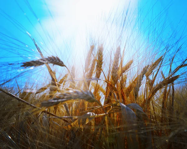 Rye field — Stock Photo, Image