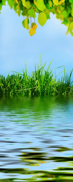 日当たりの良い青空を背景に緑の草 — ストック写真