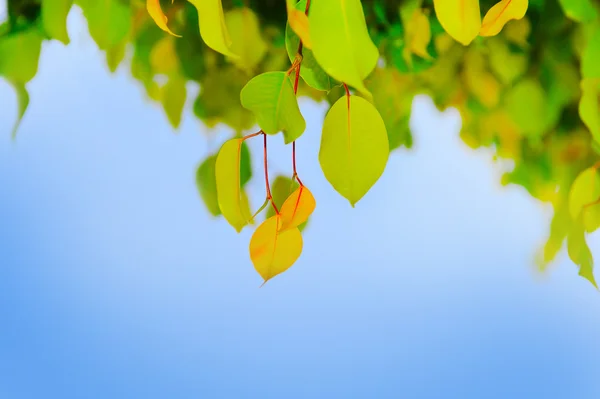 Groen blad op een boom — Stockfoto