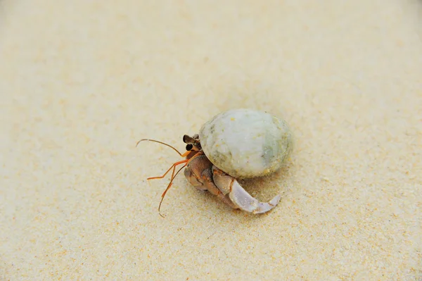 Eremita Granchio sul mare spiagge assolate — Foto Stock