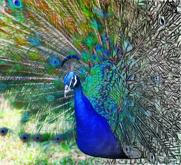 Pavão bonito — Fotografia de Stock