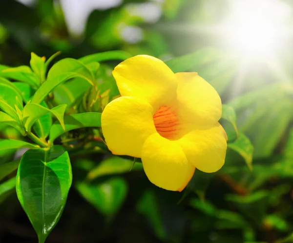 Yellow flower — Stock Photo, Image