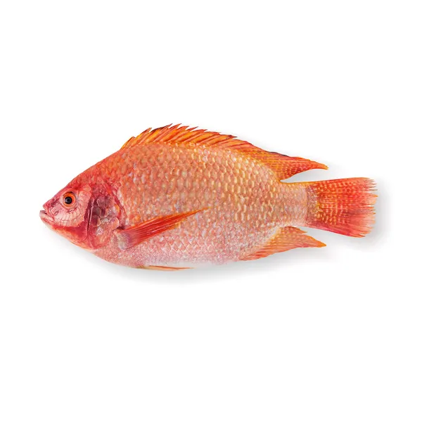 Çiğ kırmızı tilapia