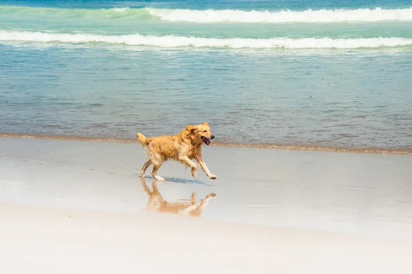 Boldog labrador a strandon — Stock Fotó