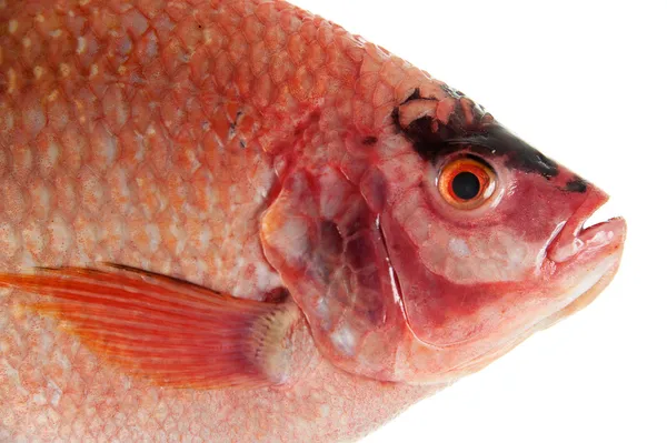 Raw Red tilapia — Stock Photo, Image