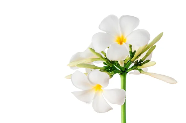 Hermosa flor —  Fotos de Stock