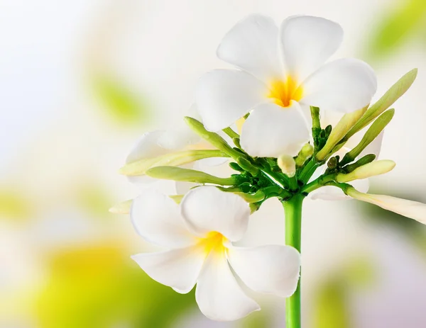 Vacker blomma — Stockfoto