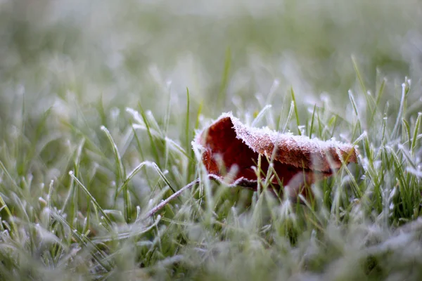 Foglia in erba in autunno mattina — Foto Stock