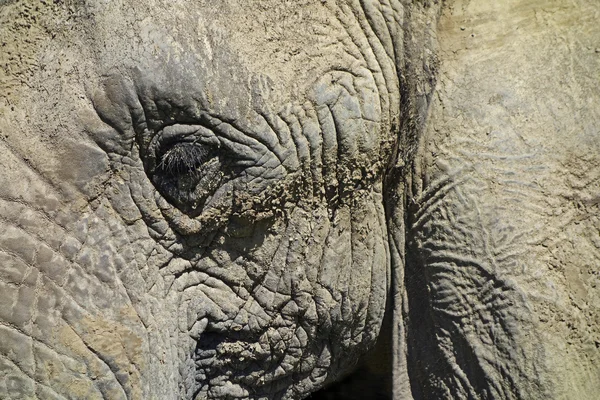 Elephant - portrait — Stock Photo, Image