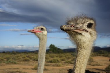 Devekuşu - çift izlerken sky - erkek odaklanmış