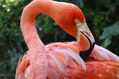 flamingo - tüy Temizleme