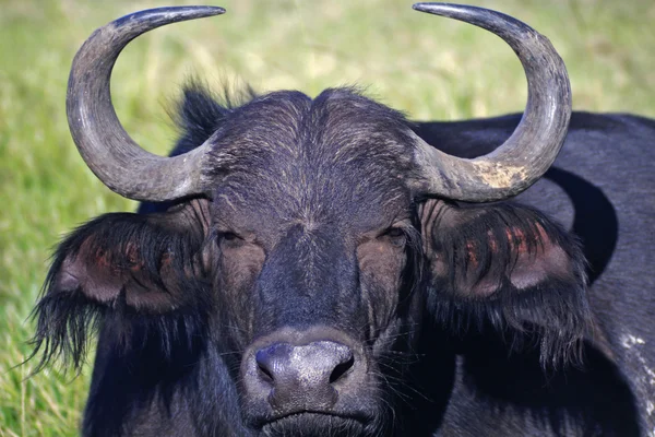 Buffalo - Africa, lies down in the grass — Stock Photo, Image