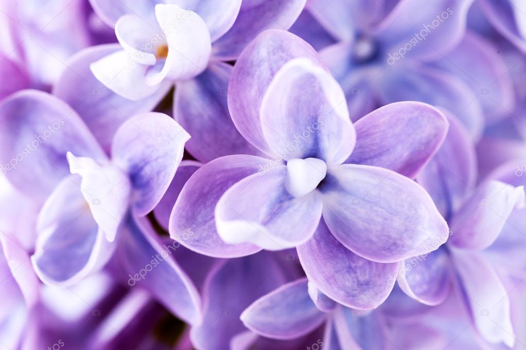 Lilac flowers — Stock Photo © rozmarina 28839891