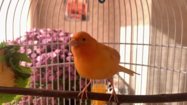 Kafesteki güzel kırmızı bir kanarya uçar ve tüneğe atlar. Arka planda güzel çiçekler var..