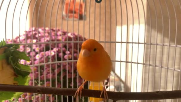 笼中一只美丽的红金丝雀在空中飞翔 在栖木上跳跃 背景上有美丽的花朵 — 图库视频影像